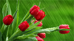 Fond d'cran gratuit de Fleurs - Tulipes numro 65733